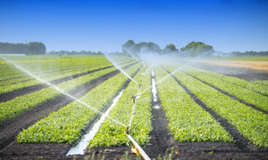 Irrigation water in Horticulture (picture egonzitter, fotolia)