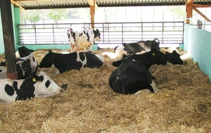 Trockensteher auf Stroh 1 - © Dr. Jakob Groenewold