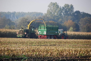 Silomaisernte - © Walter Hollweg